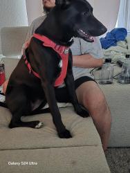 Lost Female Dog last seen Raven Field Drive, San Antonio, TX 78245
