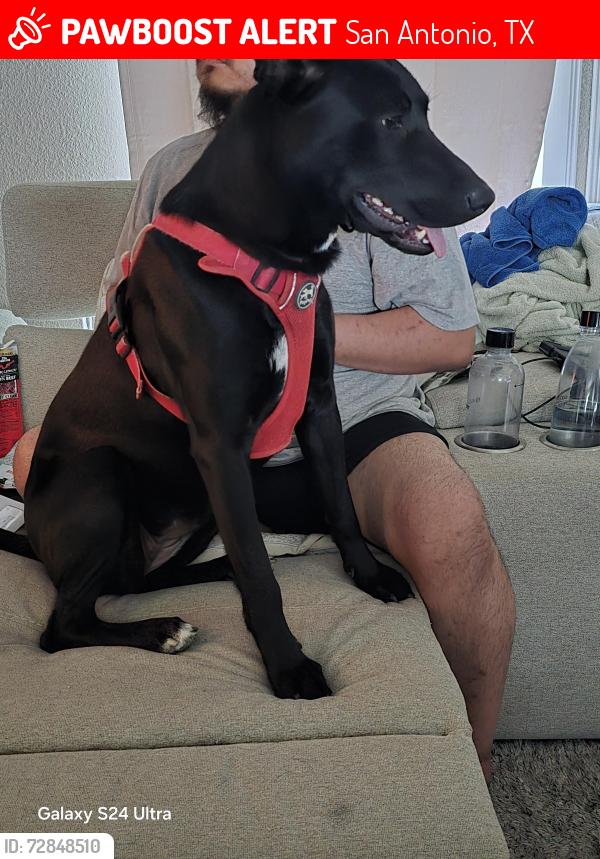 Lost Female Dog last seen Raven Field Drive, San Antonio, TX 78245
