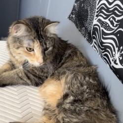 Lost Female Cat last seen San Juan Drive in the trailer park, Fargo, ND 58103
