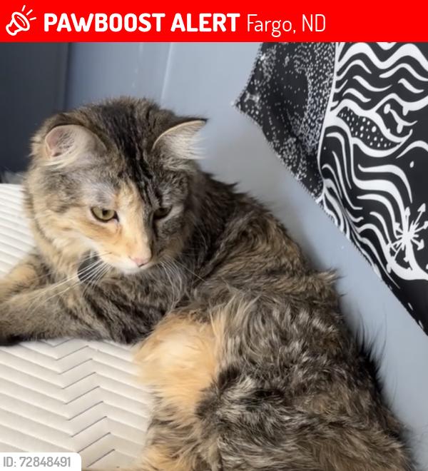 Lost Female Cat last seen San Juan Drive in the trailer park, Fargo, ND 58103