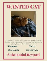 Lost Male Cat last seen Tulip and par dr, Port St. Lucie, FL 34953
