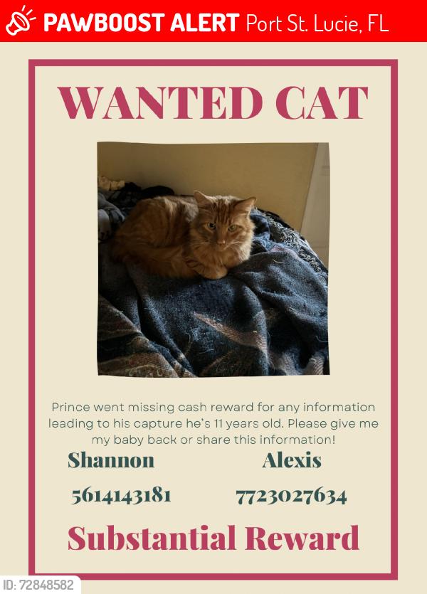 Lost Male Cat last seen Tulip and par dr, Port St. Lucie, FL 34953