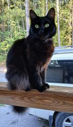 Lost Female Cat last seen Arc Animal Clinic/Boarding of the Arc, Millbrook, AL 36020
