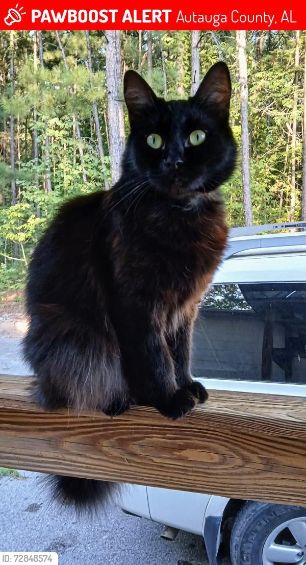 Lost Female Cat last seen Arc Animal Clinic/Boarding of the Arc, Millbrook, AL 36020