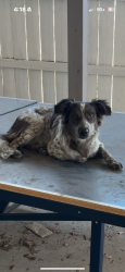 Lost Male Dog last seen Barrett pl and nagolitos, San Antonio, TX 78225