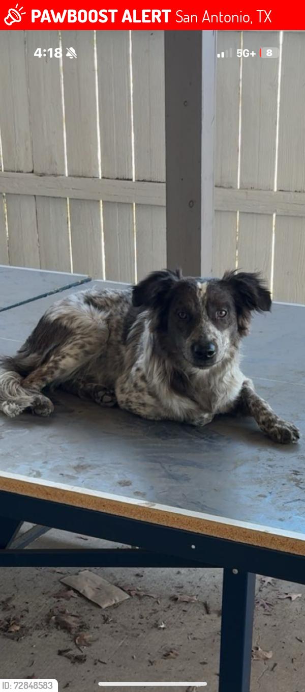 Lost Male Dog last seen Barrett pl and nagolitos, San Antonio, TX 78225