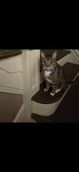 Lost Female Cat last seen Alabama, St. Louis, MO 63111