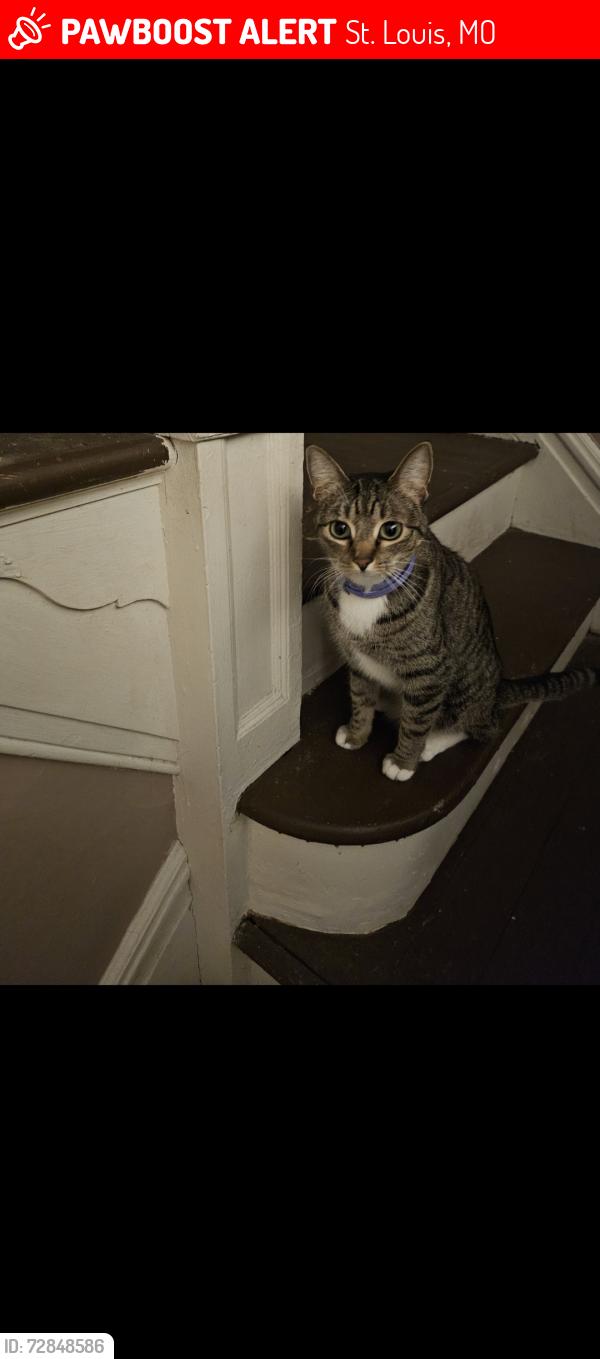 Lost Female Cat last seen Alabama, St. Louis, MO 63111