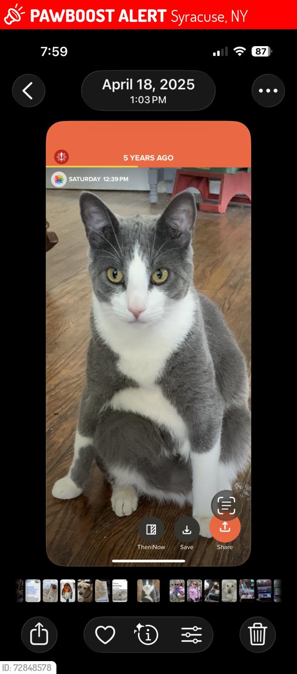 Lost Male Cat last seen Bellwood area no syr, Syracuse, NY 13212