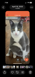 Lost Male Cat last seen Bellwood area no syr, Syracuse, NY 13212