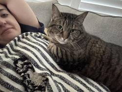 Lost Male Cat last seen Archer and Mathis , Houston, TX 77009
