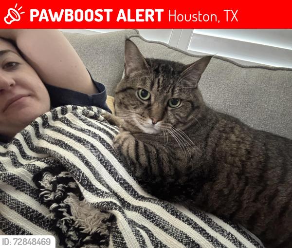 Lost Male Cat last seen Archer and Mathis , Houston, TX 77009