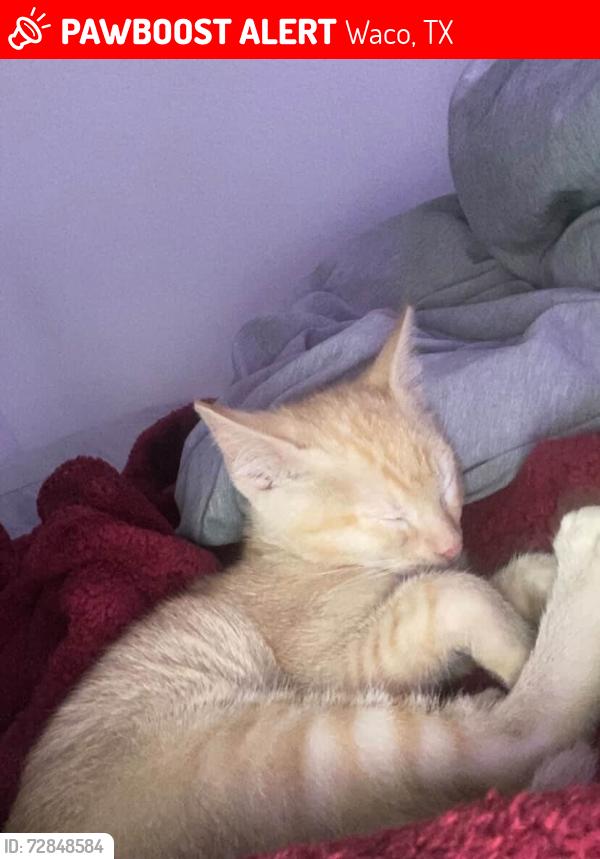 Lost Male Cat last seen S new road Waco tx , Waco, TX 76711