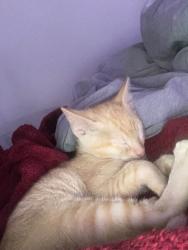 Lost Male Cat last seen S new road Waco tx , Waco, TX 76711