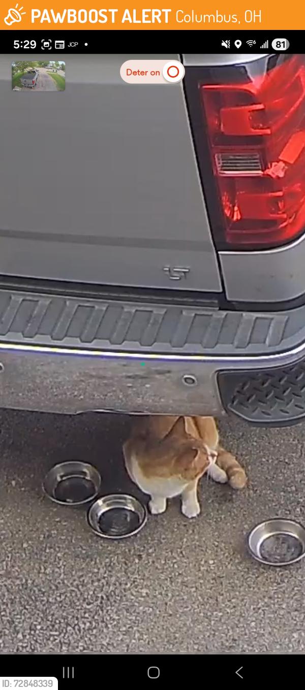Found/Stray Unknown Cat last seen Trickle creek lane Columbus ohio, Columbus, OH 43228