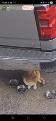 Found/Stray Unknown Cat last seen Trickle creek lane Columbus ohio, Columbus, OH 43228