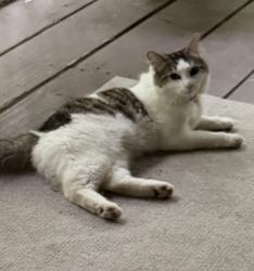 Lost Male Cat last seen Pipken Rd, Jackson, TN 38305