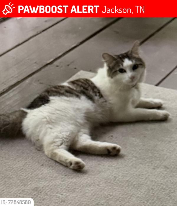 Lost Male Cat last seen Pipken Rd, Jackson, TN 38305