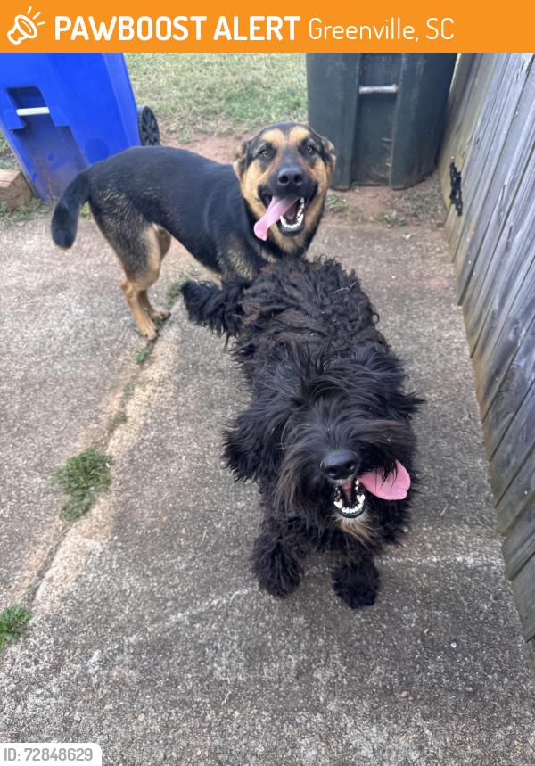 Found/Stray Male Dog last seen Owens Street and Leach Street intersection, Greenville, SC 29611