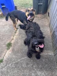 Found/Stray Male Dog last seen Owens Street and Leach Street intersection, Greenville, SC 29611
