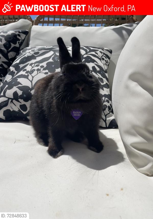 Lost Male Rabbit last seen Deja Brew, New Oxford, PA 17350