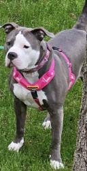 Lost Female Dog last seen 16th , Indianapolis, IN 46218
