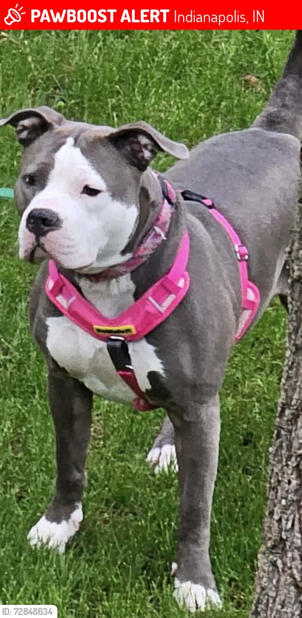 Lost Female Dog last seen 16th , Indianapolis, IN 46218