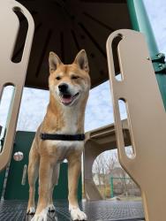 Lost Male Dog last seen N Ravenswood and Fletcher , Chicago, IL 60657