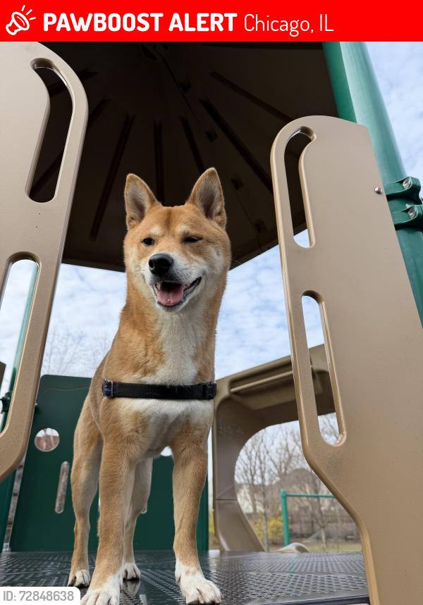 Lost Male Dog last seen N Ravenswood and Fletcher , Chicago, IL 60657