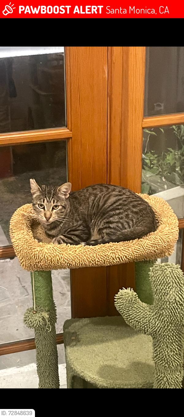 Lost Female Cat last seen 21st and ocean park, Santa Monica , Santa Monica, CA 90405