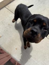 Found/Stray Female Dog last seen Corner of Figueroa and 98th St. , Los Angeles, CA 90044