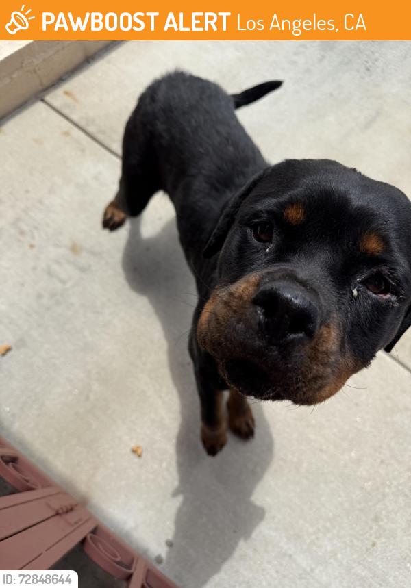 Found/Stray Female Dog last seen Corner of Figueroa and 98th St. , Los Angeles, CA 90044