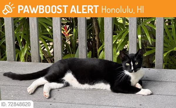 Found/Stray Unknown Cat last seen Living with a feral pack my neighbor feeds, Honolulu, HI 96816