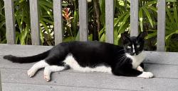Found/Stray Unknown Cat last seen Living with a feral pack my neighbor feeds, Honolulu, HI 96816