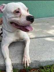 Found/Stray Male Dog last seen Andrews and atlantic, Pompano Beach, FL 33060