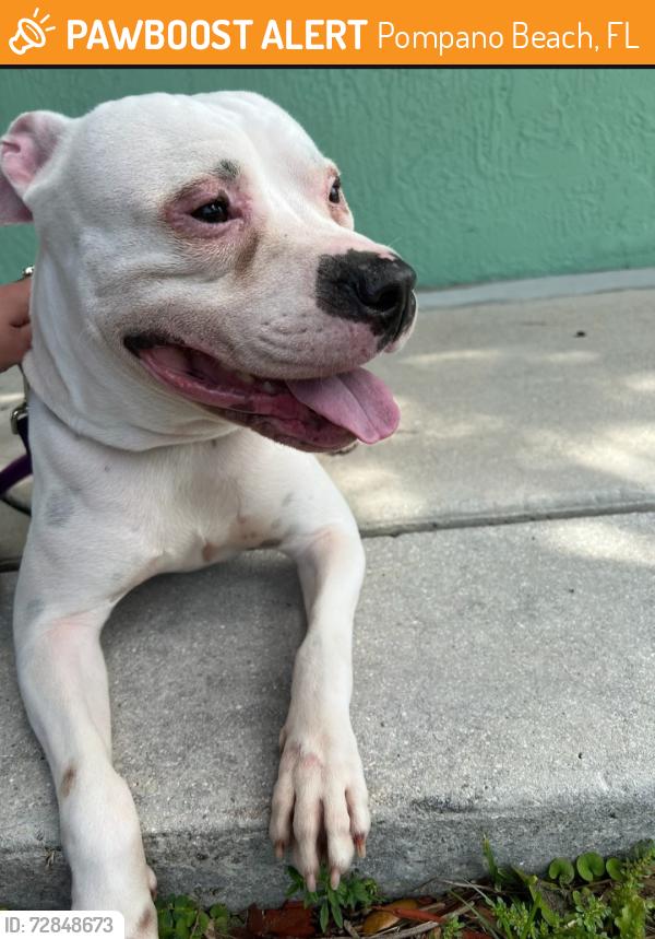 Found/Stray Male Dog last seen Andrews and atlantic, Pompano Beach, FL 33060