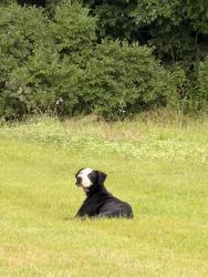 Found/Stray Unknown Dog last seen Near wilcrest drive houston Tx 77042, Houston, TX 77042