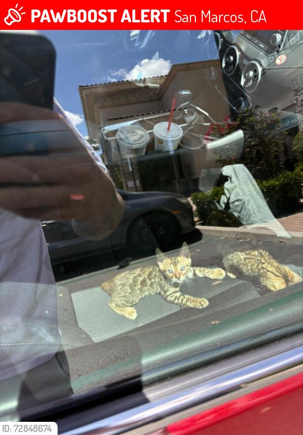 Lost Male Cat last seen In front of sprouts and petco , San Marcos, CA 92069
