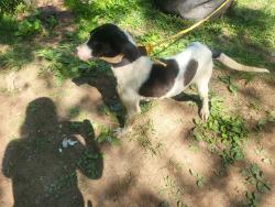 Found/Stray Female Dog last seen Hwy 411, Kingston, GA 30145