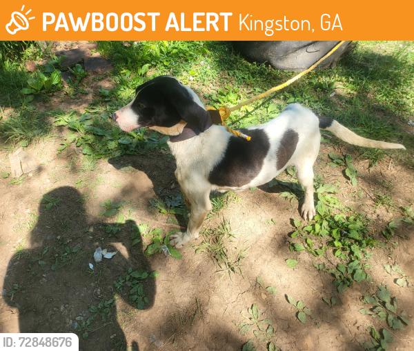 Found/Stray Female Dog last seen Hwy 411, Kingston, GA 30145
