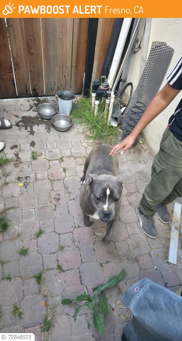Found/Stray Female Dog last seen Near W Shaw Ave, Fresno, CA 93722, Fresno, CA 93723