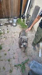 Found/Stray Female Dog last seen Near W Shaw Ave, Fresno, CA 93722, Fresno, CA 93723