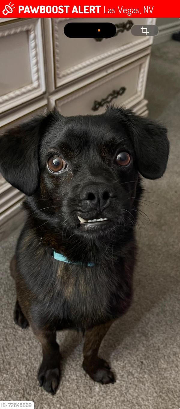 Lost Male Dog last seen Near East Sahara , Las Vegas, NV 89104