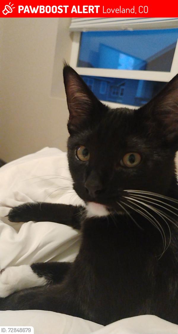Lost Male Cat last seen Albany ct Loveland co, Loveland, CO 80538