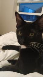 Lost Male Cat last seen Albany ct Loveland co, Loveland, CO 80538