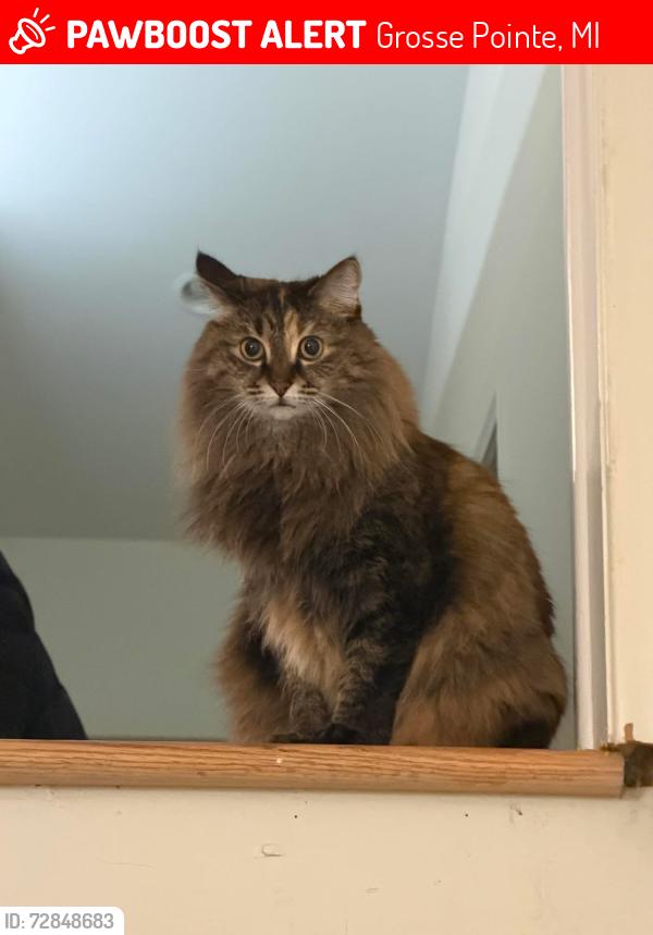 Lost Female Cat last seen Jefferson, Grosse Pointe, MI 48230