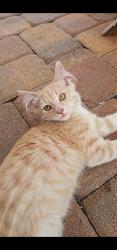 Lost Female Cat last seen Selvitz, Port St. Lucie, FL 34983