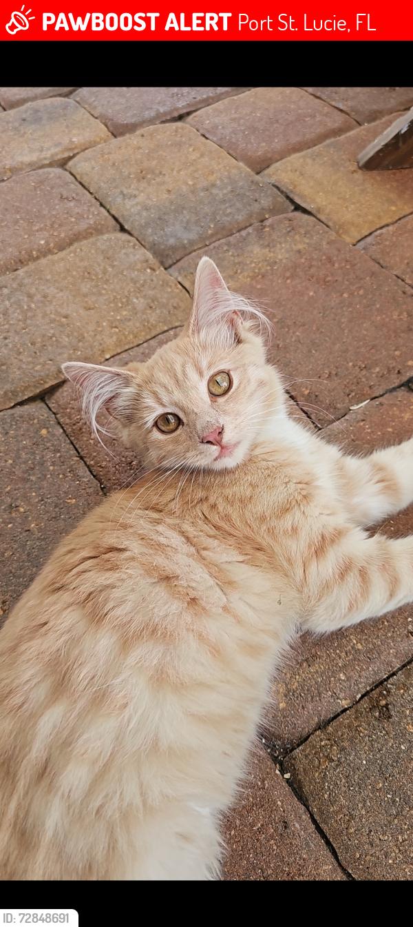 Lost Female Cat last seen Selvitz, Port St. Lucie, FL 34983