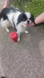 Found/Stray Male Dog last seen Congress and St. Louis, Lafayette, LA 70506