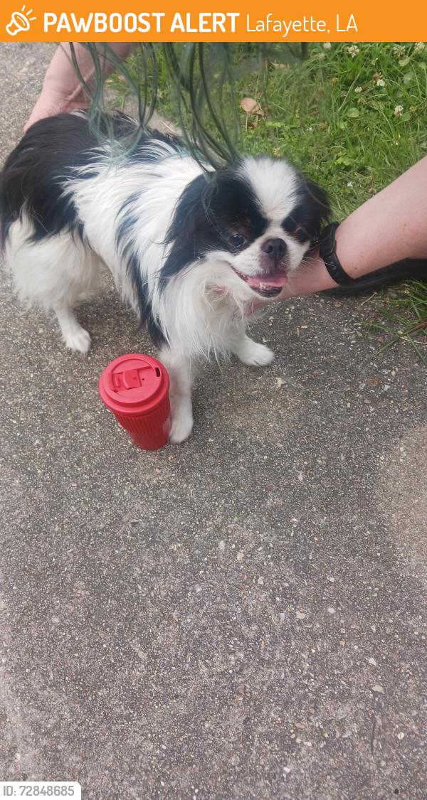 Found/Stray Male Dog last seen Congress and St. Louis, Lafayette, LA 70506